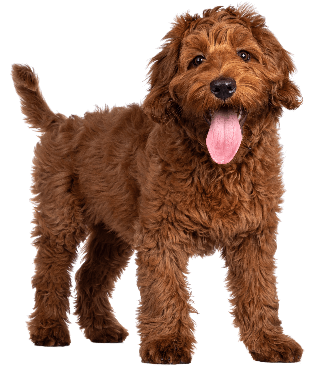 A brown dog with its tongue out