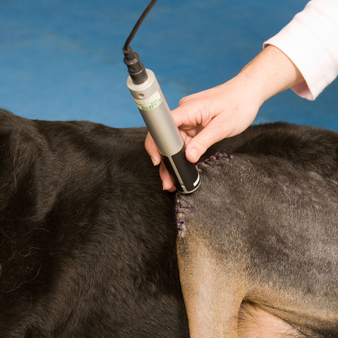 A dog receiving laser therapy