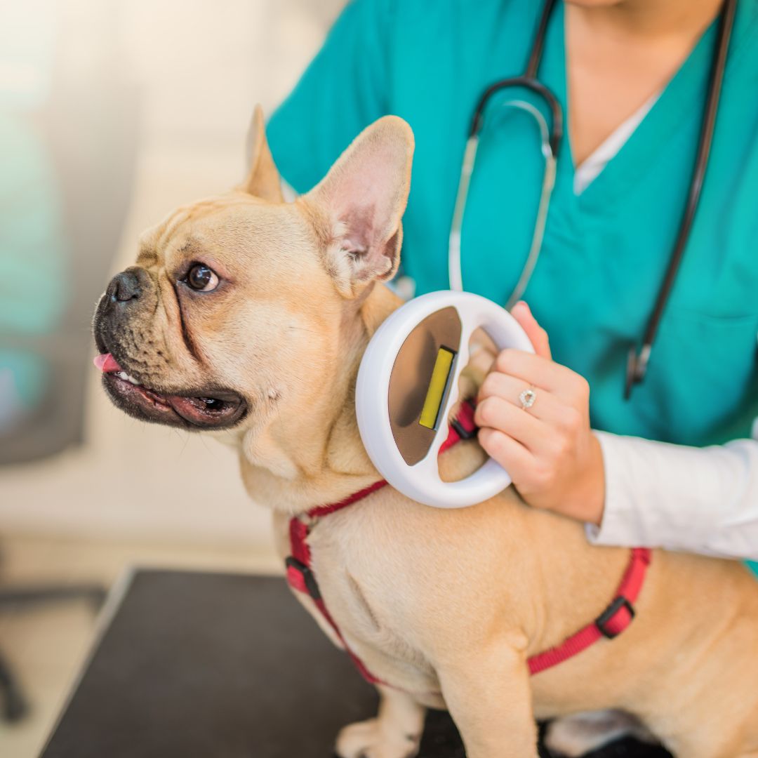 Microchip scanning a young French Bulldog