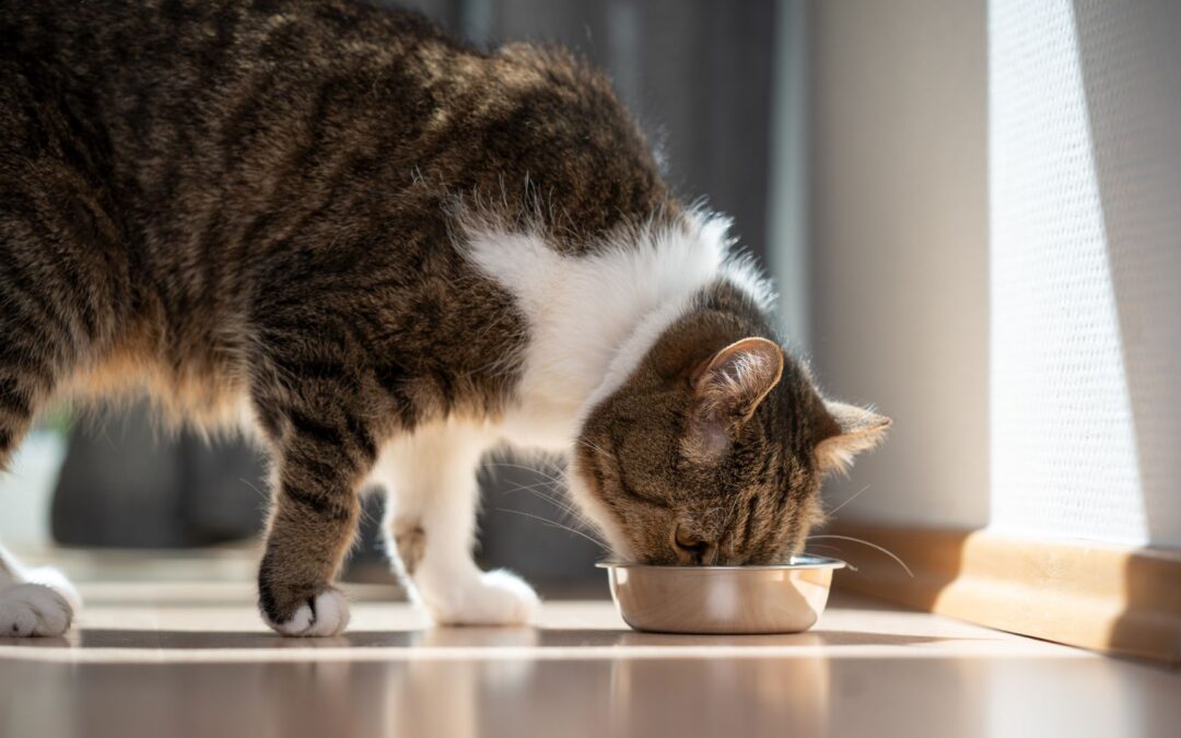 A cat enjoys its meal from a bowl