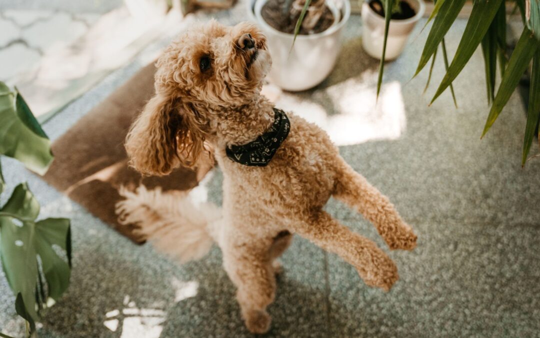 A playful poodle stands before a plant