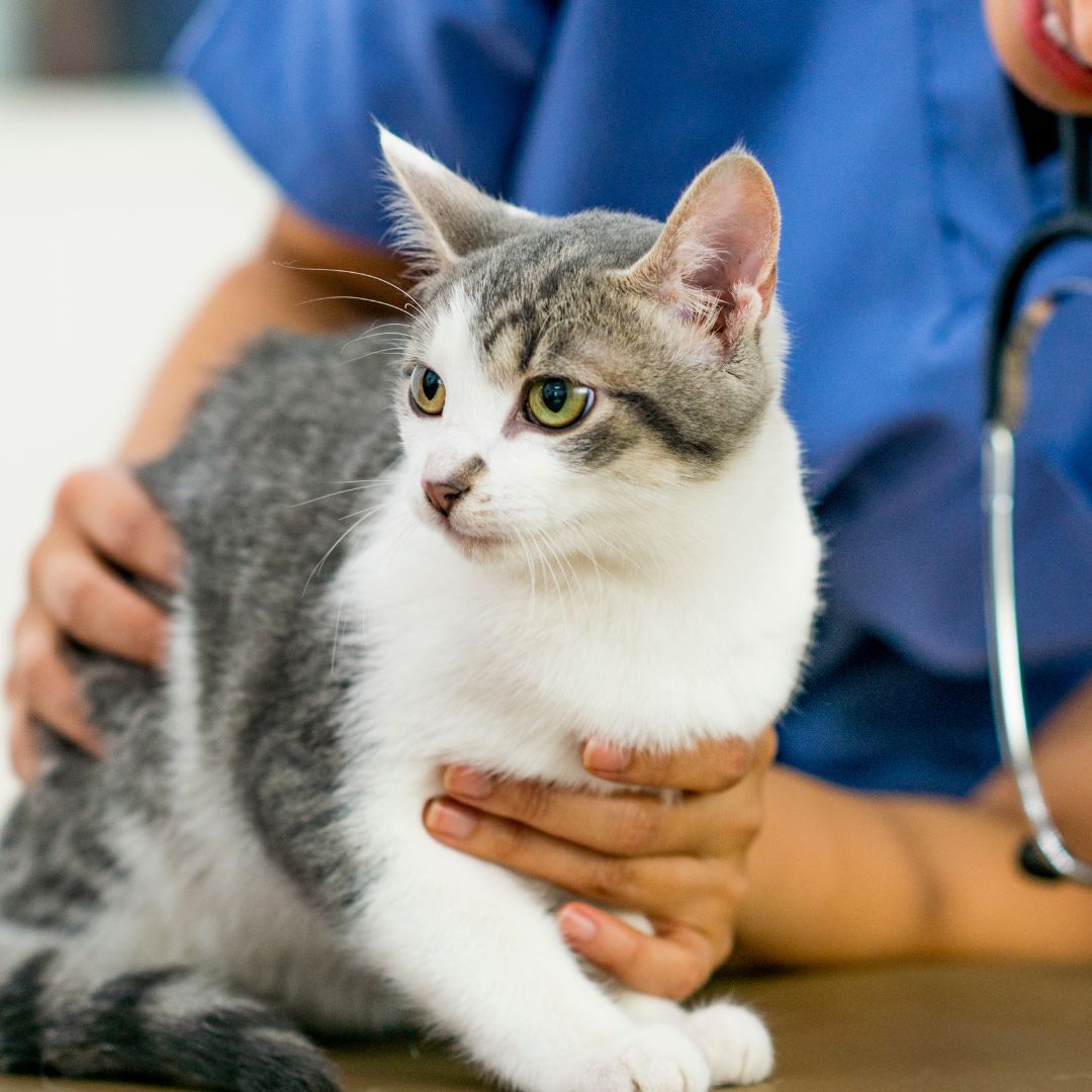 A vet holds a cat, sharing a moment of affection