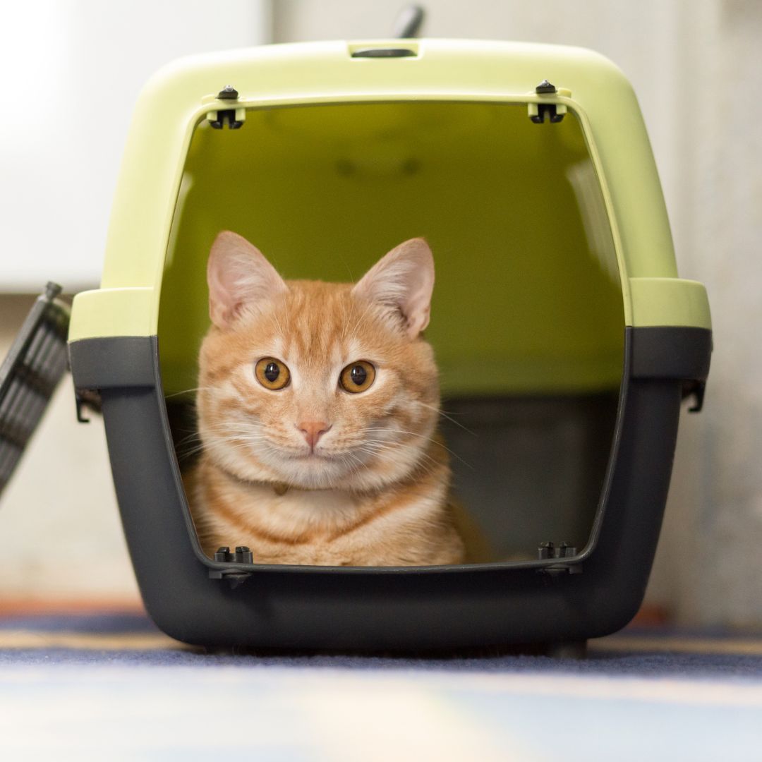 cat inside plastic carrier box