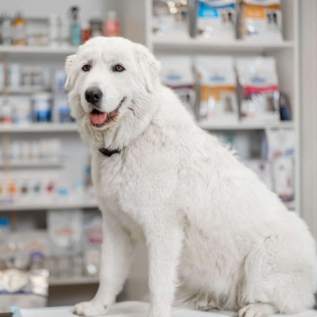 dog sitting on a table in a pet store