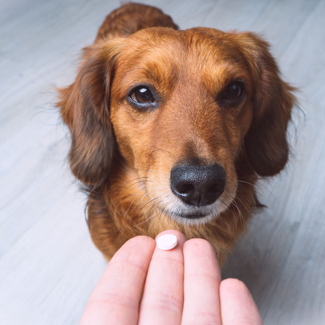 dog watches a person holding a pill