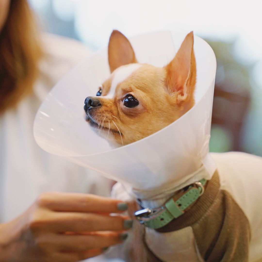 dog wearing a surgery cone on its head