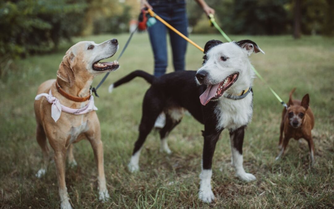 10 Tips for a Safe Labor Day Barbecue with Your Pets