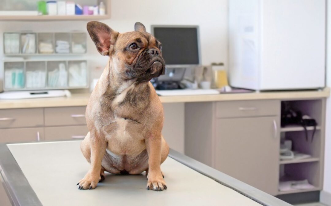 a dog sitting on a table in a vet's office