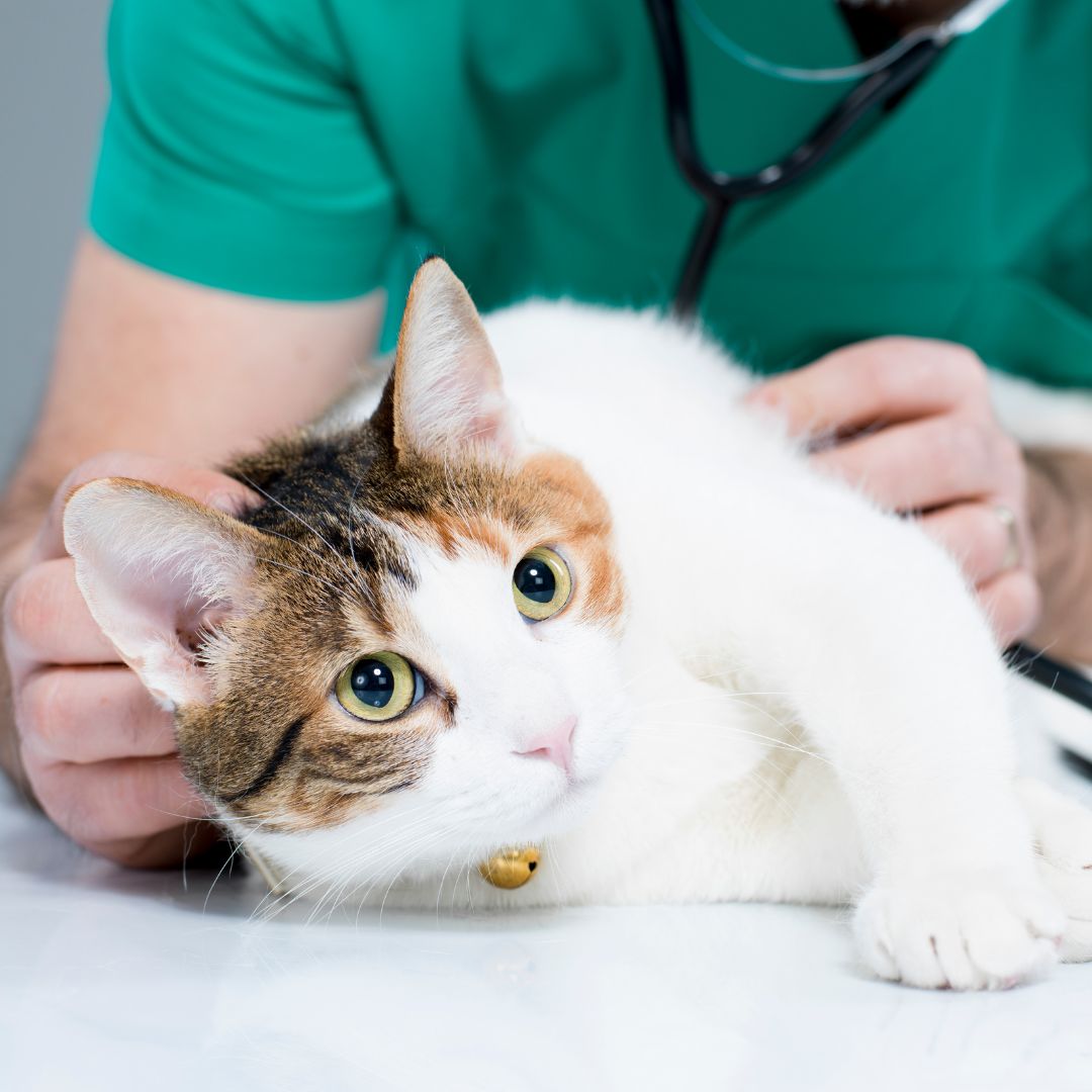 vet examine a cat
