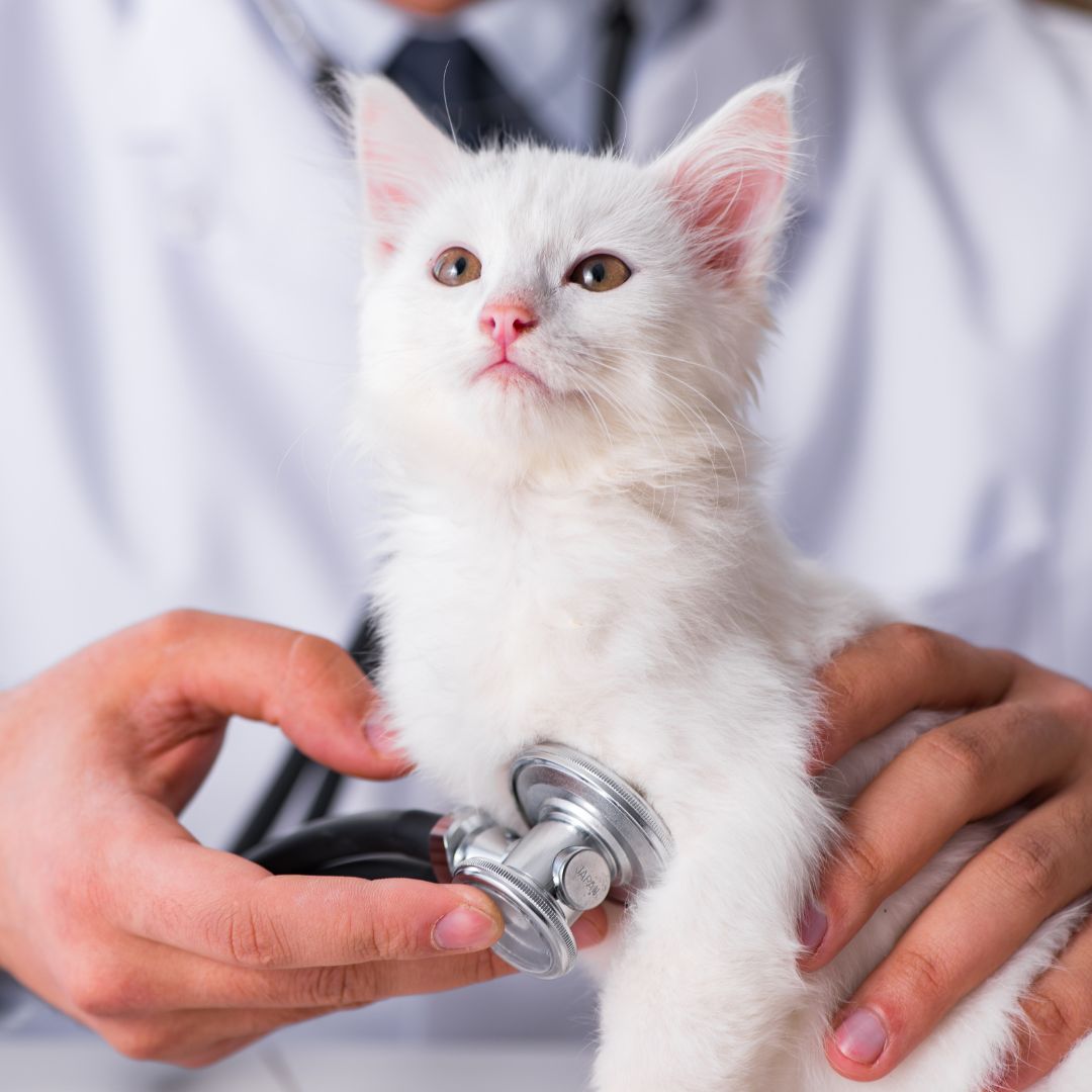 vet examine a cute cat