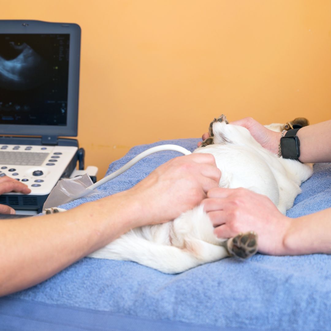 vet examines a dog using an ultrasound machine