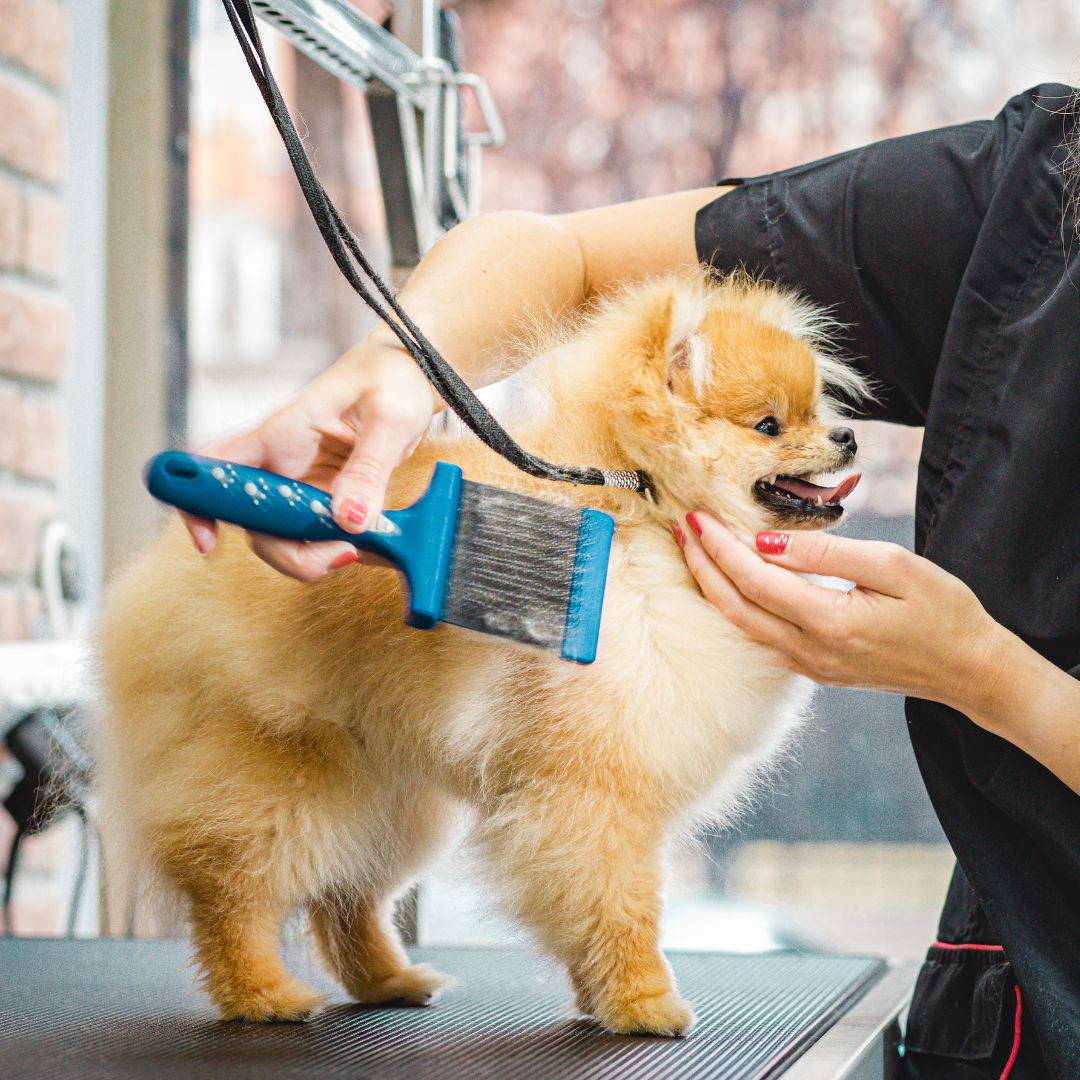 vet gently grooms a small dog using a comb