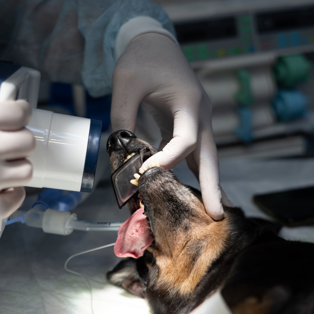 vet makes an x-ray of a dog's tooth