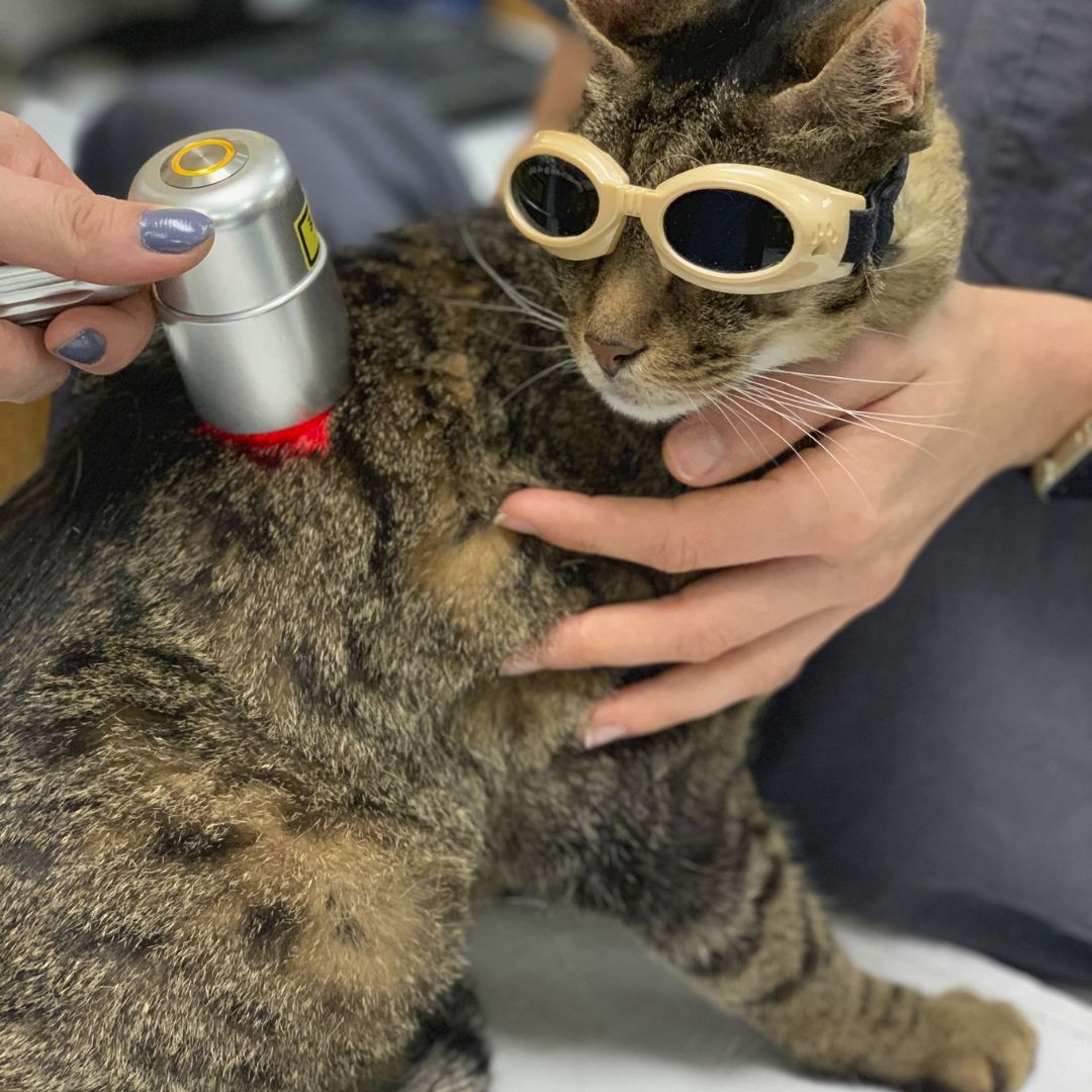 Cat-Cold-Laser-Therapy