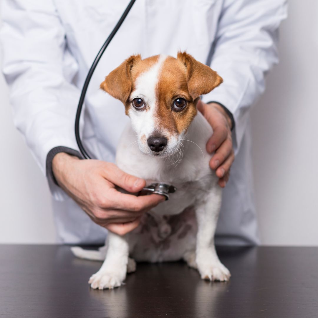 Understanding Your Pet’s Bloodwork