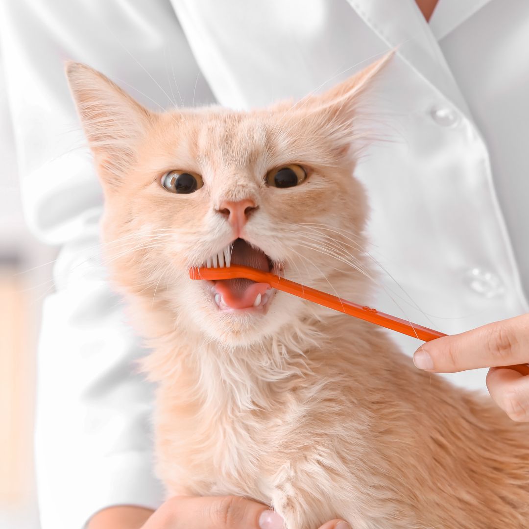 pet-dental-care-service