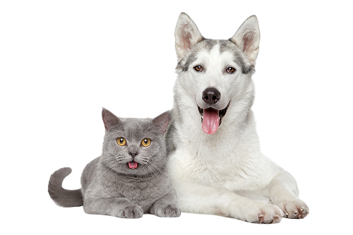 cat and dogs sitting together
